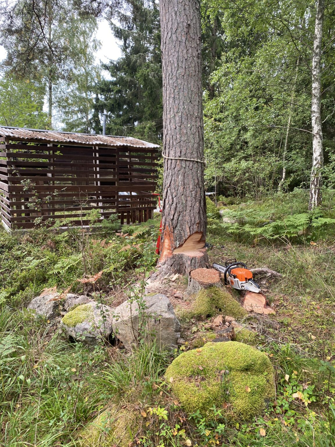 Fälla träd på tomten inför att man ska bygga hus