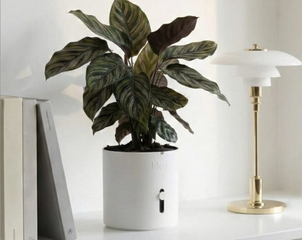 Snygga självvattnande krukor med design i fokus, de ser inte ens ut som självvattnade krukor